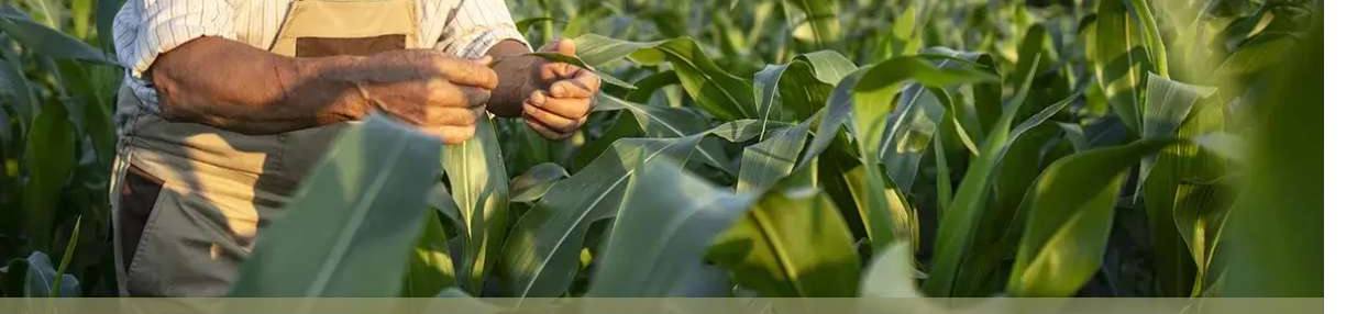 Farmer checking corn plants in a green field at golden hour