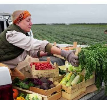 Farmers packing crates of fresh vegetables at the field edge
